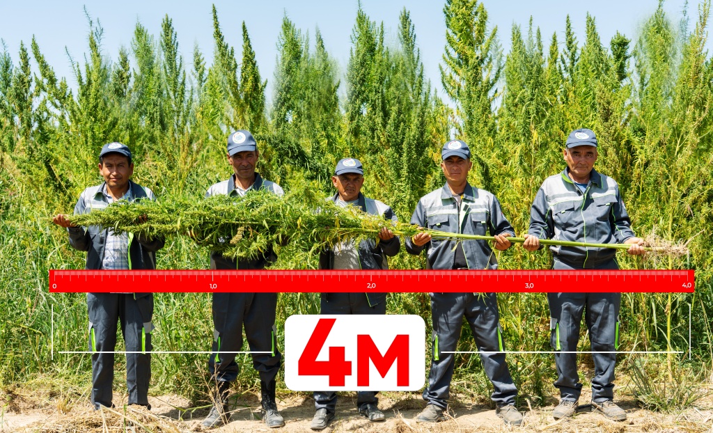 RS SUCCESS AGRO бьет рекорды по выращиванию технической конопли. Растения уже достигли поразительной высоты в 4 метра RS SUCCESS AGRO бьет рекорды по выращиванию технической конопли. Растения уже достигли поразительной высоты в 4 метра