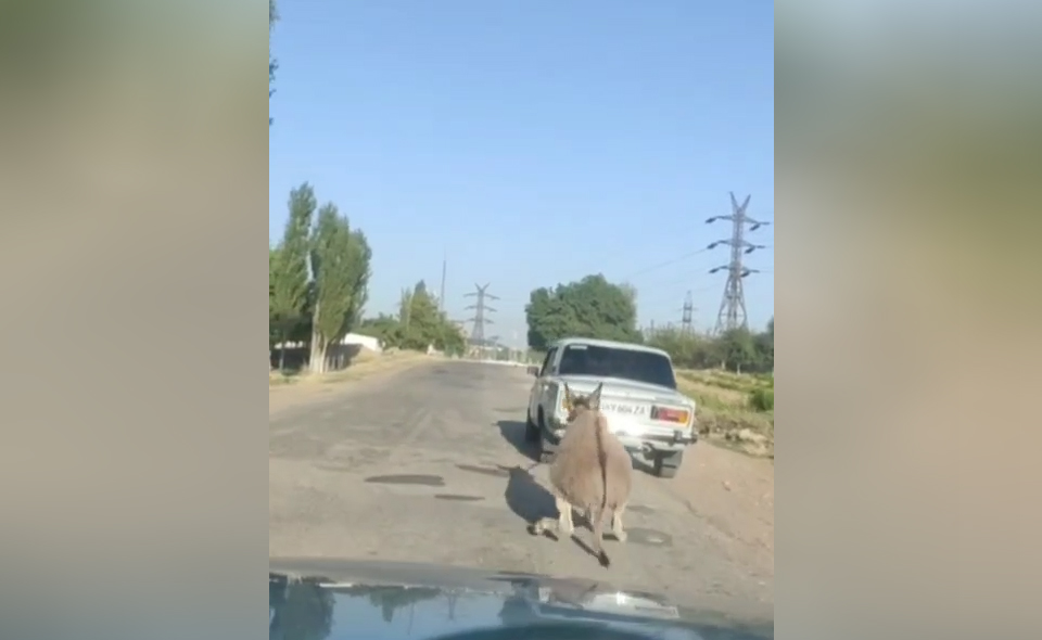 Живодер, который привязал осла к автомобилю, и катался так с ним, получил штраф всего в 330 тысяч сумов. Видео Живодер, который привязал осла к автомобилю, и катался так с ним, получил штраф всего в 330 тысяч сумов. Видео