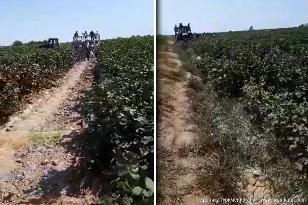 2023_09_18_cotton_fields_01 В Туркменистане учителей школ освободили от сбора хлопка