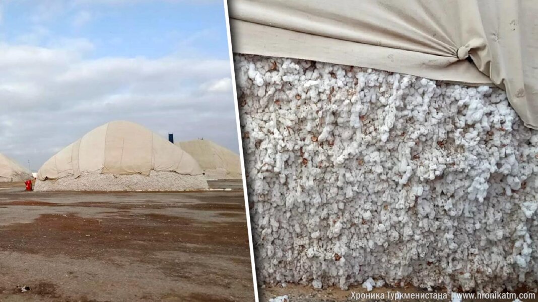 2023_10_23_cotton_03 12-14 часов в сутки и травмоопасность. Об условиях труда рабочих хлопкоприемной базе в Байрамали