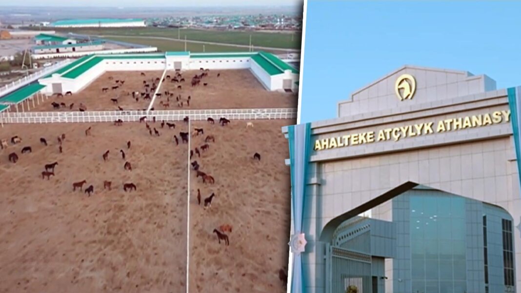 2023_11_12_horse_stables_01 В честь Праздника урожая около Аркадага открыли новую конюшню, а Балкан выполнил план по сбору хлопка