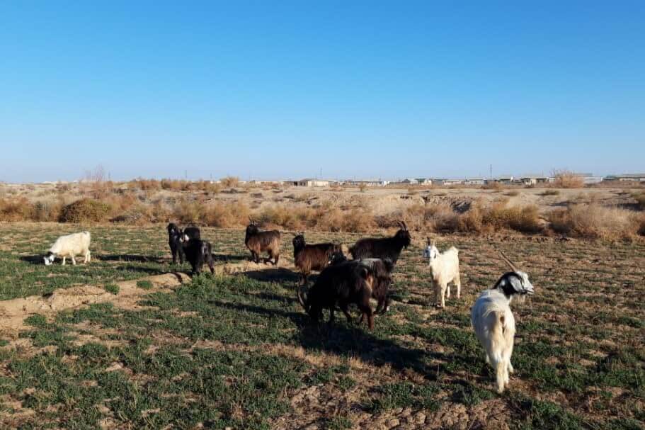 2023_12_13_goats_01 В Байрамалийском этрапе Марыйского велаята растет количество краж скота