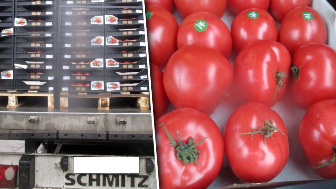 2023_12_04_tomatoes_03 За 5 лет Туркменистан в 20 раз увеличил экспорт помидоров. За этот год в них уже 9 раз нашли паразитов