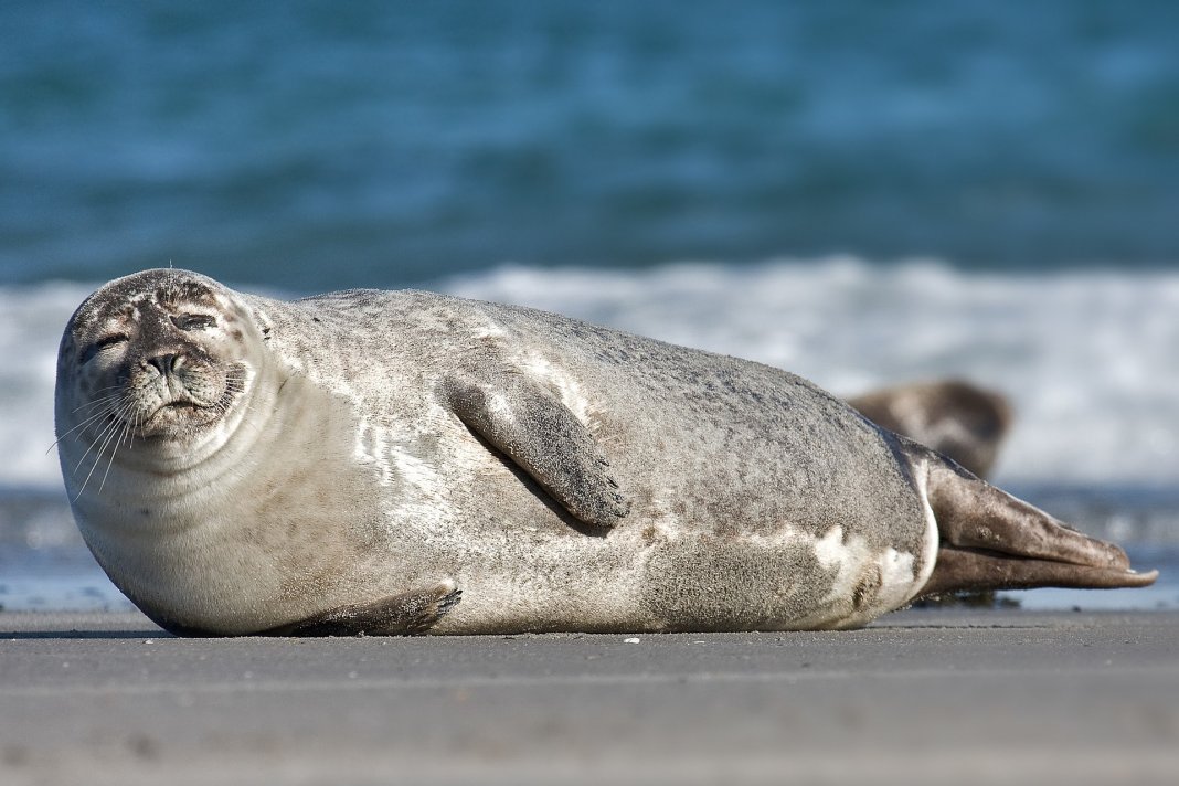 2021_02_04_seal На туркменском побережье Каспийского снова гибнут тюлени