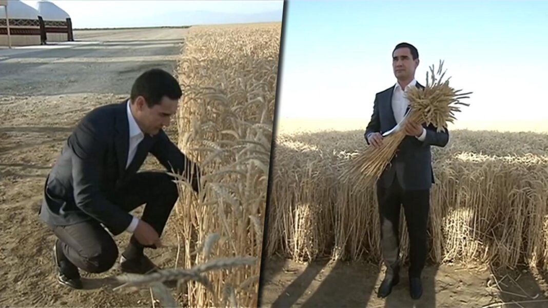 2023_06_13_serdar_wheat_combine_03 В 2023 году Казахстан отправил в Туркменистан на 76,5% пшеницы больше, чем годом ранее