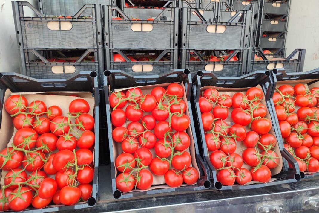 2023_05_29_tomatoes_01 За 2023 год Россельхознадзор 10 раз выявил паразитов в томатах из Туркменистана