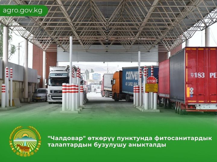 Выявлены нарушения при ввозе 22 тонн семян люцерны