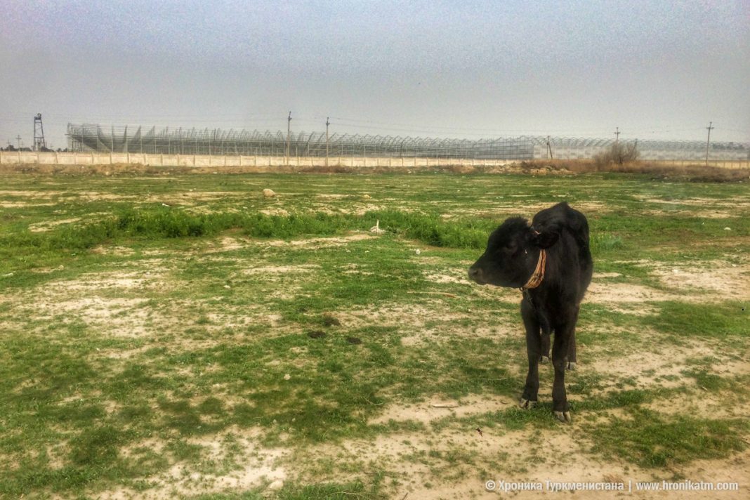 2019_10_31_cow_cattle_01 В Марыйском велаяте Туркменистана от бескормицы гибнет скот