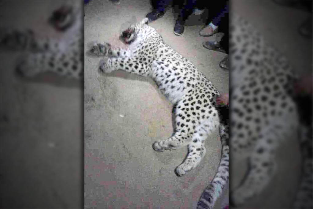 2024_01_26_leopard_01 В Туркменистане пастух застрелил леопарда. В стране осталось менее 100 особей