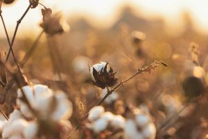 Acute Shortage of Cotton Pickers Results in Coercion by Officials Acute Shortage of Cotton Pickers Results in Coercion by Officials