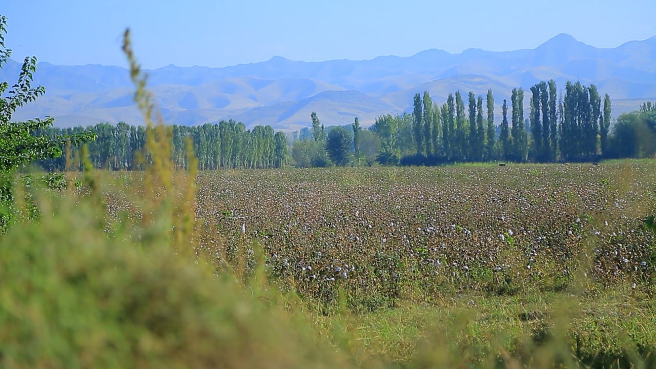 Acute Shortage of Cotton Pickers Results in Coercion by Officials