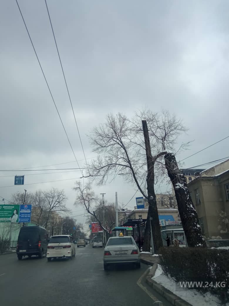 читателя 24.kg