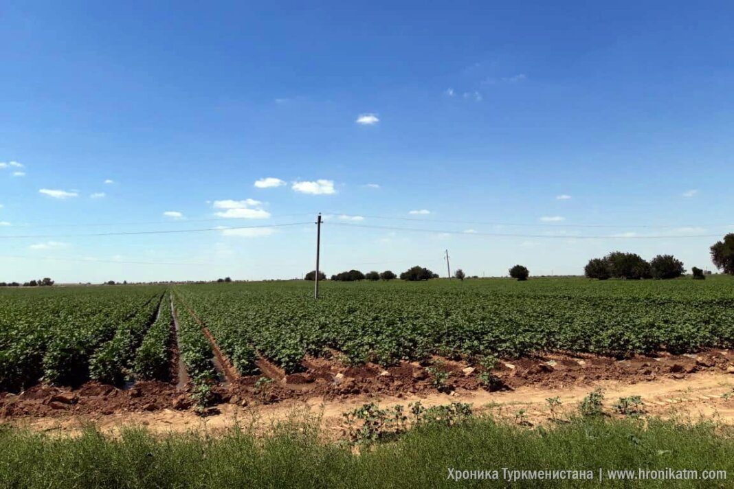 2023_07_12_cotton_field_02 Арендаторов в лебапском селе обязали за свой счет приобрести химические удобрения