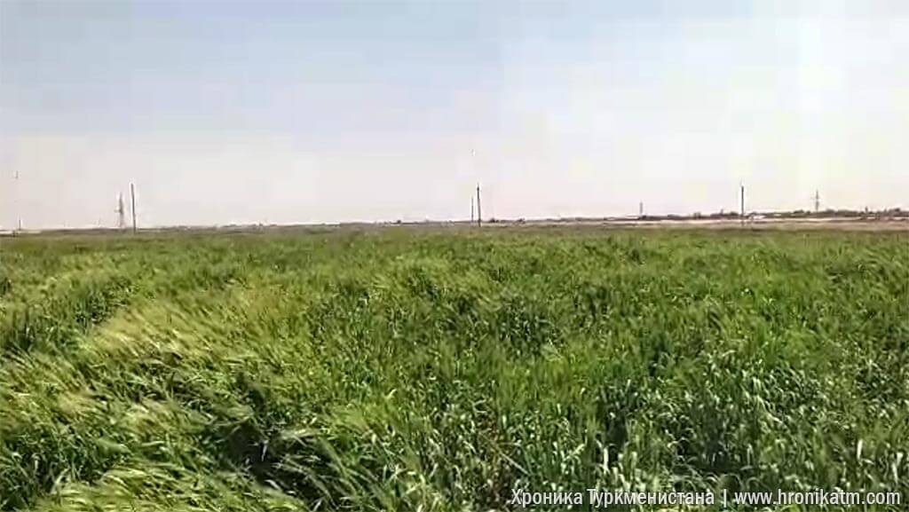 2024_04_25_wheat_field_01 Из-за ливней на полях в Лебапе загнивает урожай пшеницы