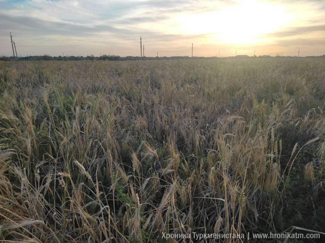 2024_05_28_wheat_field_04 На полях в Лебапе после ливней полегла пшеница