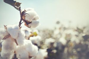 Cotton Campaign Urges Uzbekistan to Investigate Harassment of Activists Cotton Campaign Urges Uzbekistan to Investigate Harassment of Activists