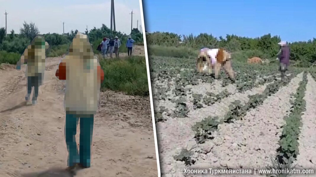 В Керкинском этрапе Туркменистана детей не привлекают к прополке хлопчатника