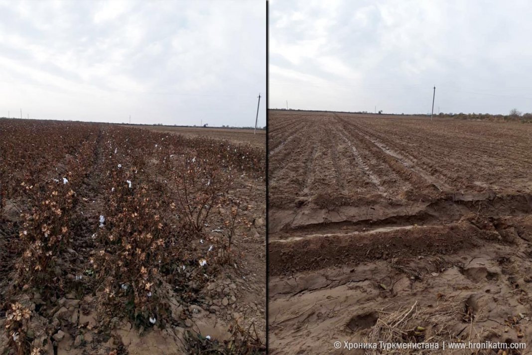 2022_11_15_cotton_fields_01 Арендаторов трех сельхозобъединений Лебаского велаята лишили гузапая, которым они топят тандыры