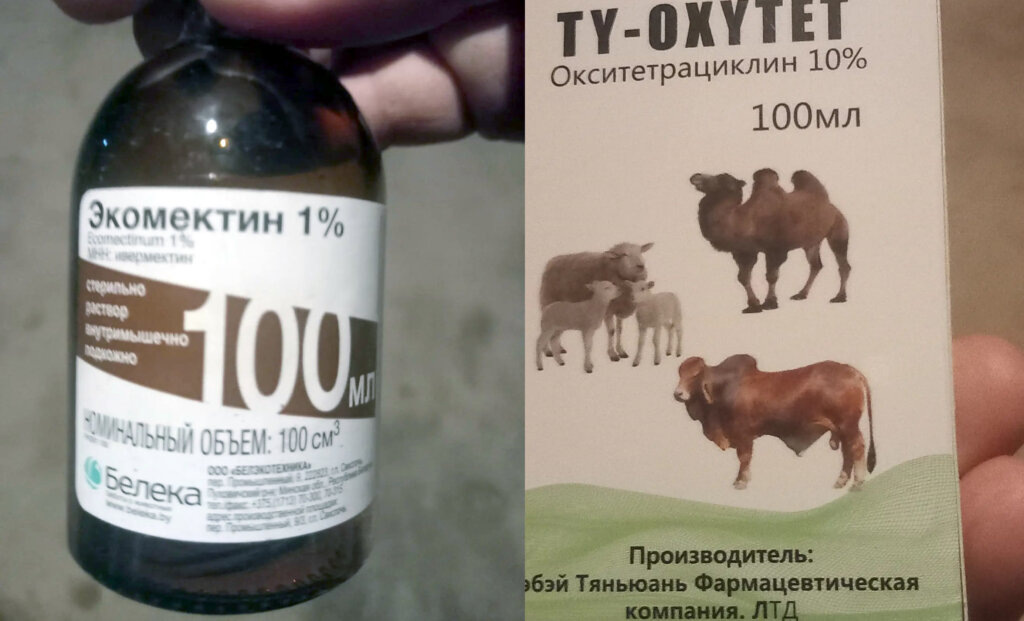 В Саяте продают мясо повшего от болезни скота в рестораны. Уже отравился 21 человек