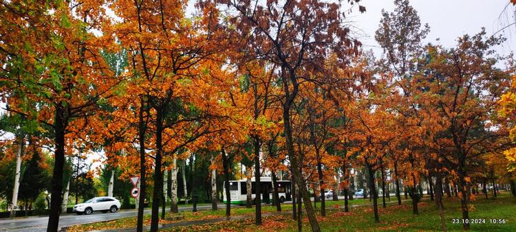 Фото Николая Манаковского. Бишкек, золотая осень, 23 октября 2024 года