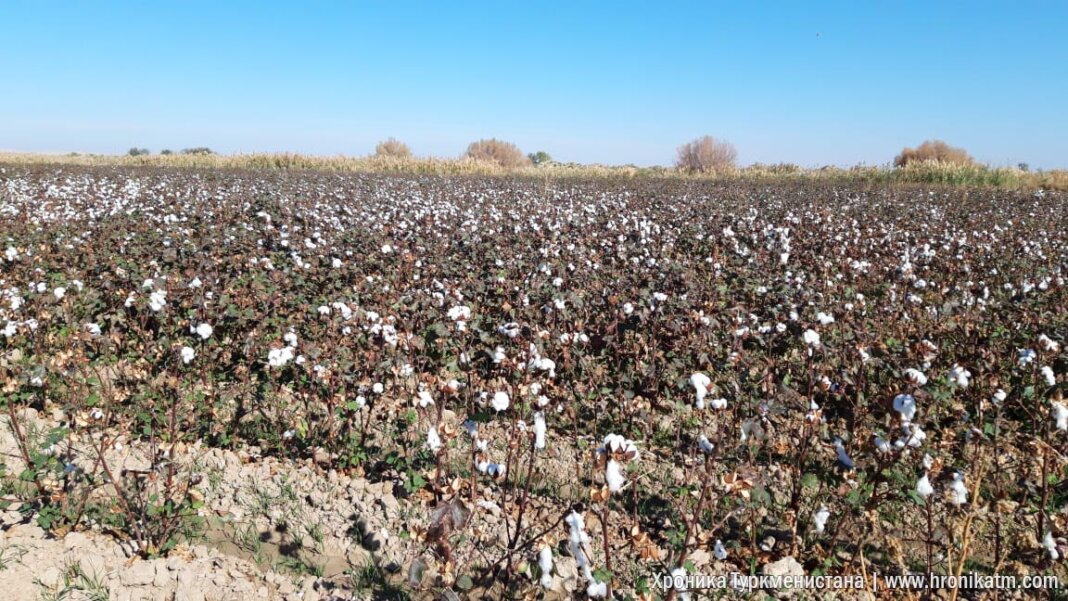 2023_11_10_cotton_fields_01 Хлопкоуборочная кампания в Туркменистане подходит к концу