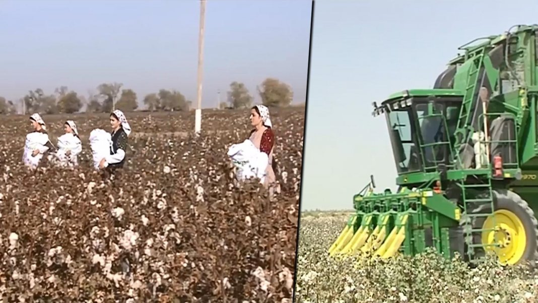 2022_11_12_mary_visit_cotton_wheat_field_05 С.Бердымухамедову не доложили о выполнении плана по сбору хлопка