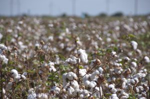 The Legitimization of Land Grabbing in Uzbekistan’s Cotton Sector The Legitimization of Land Grabbing in Uzbekistan’s Cotton Sector