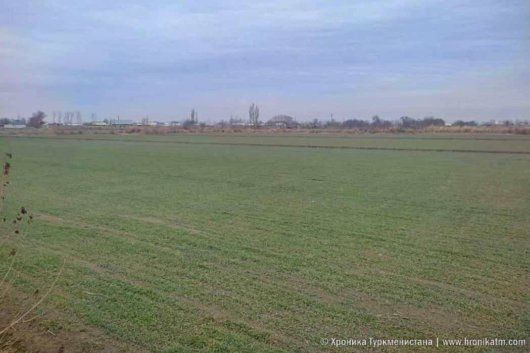 2023_01_03_fields_wheat_water_02 С.Бердымухамедов поручил главам регионов подготовиться к весенним посевным