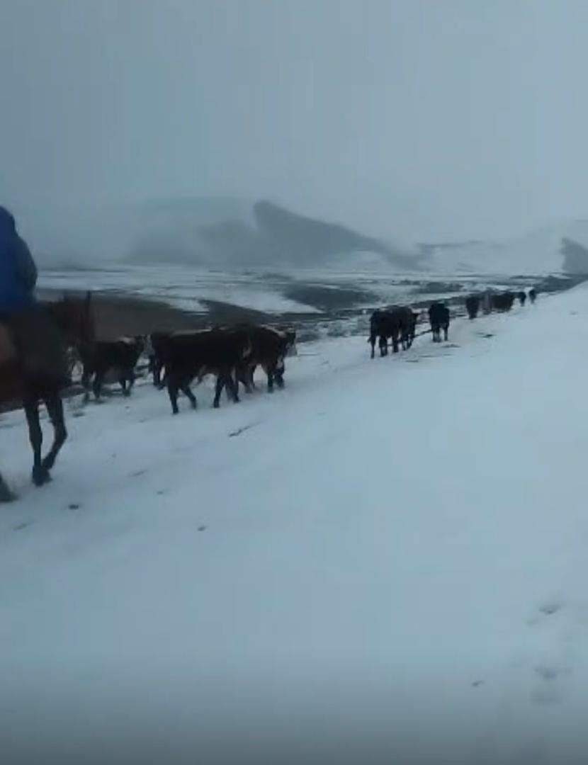 В Лейлеке предотвращен незаконный перегон скота в  Таджикистан