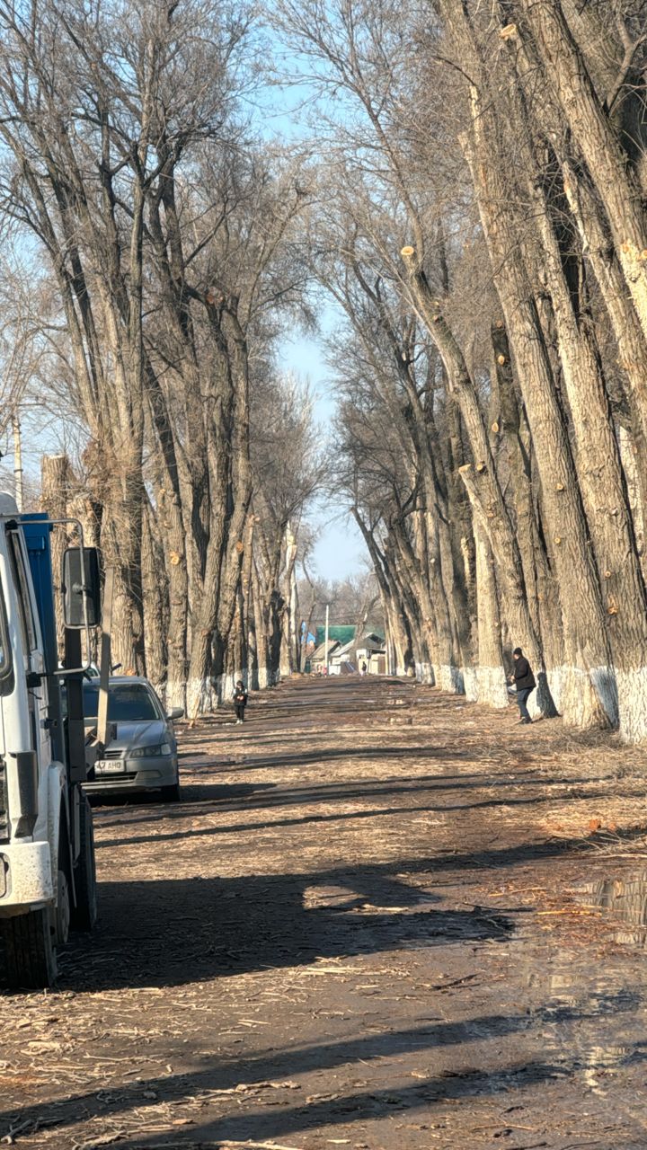В селах Октябрьском и Чуйском не рубили деревья, а обрезали ветки — айыл окмоту