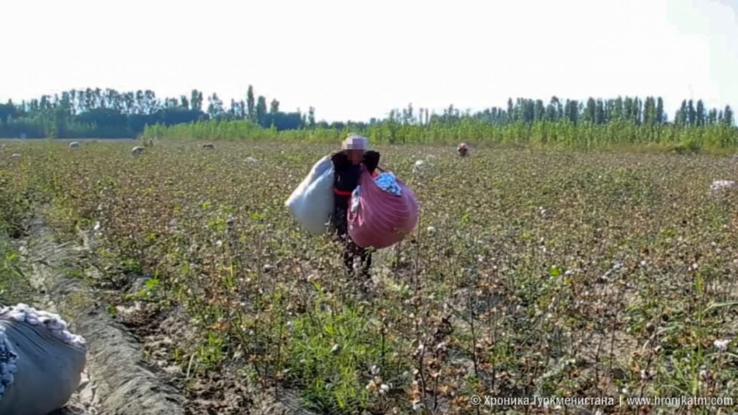 2022_10_14_cotton_fields_13 Как выглядит контракт между производителями хлопка и сельхообъединениями на 2025 год