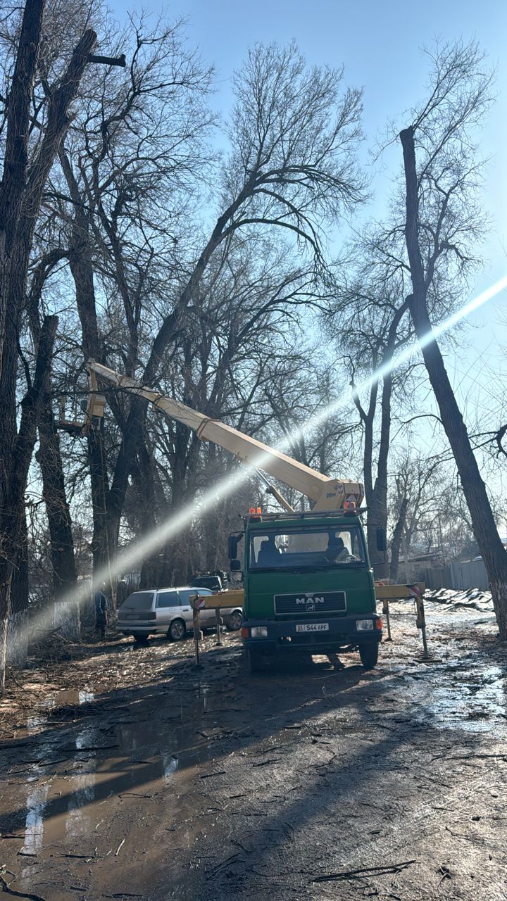 В селах Октябрьском и Чуйском не рубили деревья, а обрезали ветки — айыл окмоту