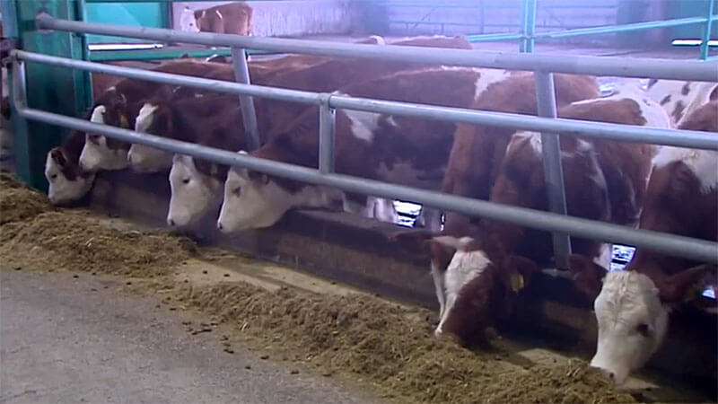 2018_12_11_cow_mramor_02 Туркменские компании закупят европейских коров для производства молока и начнут выпуск сублимированного кофе