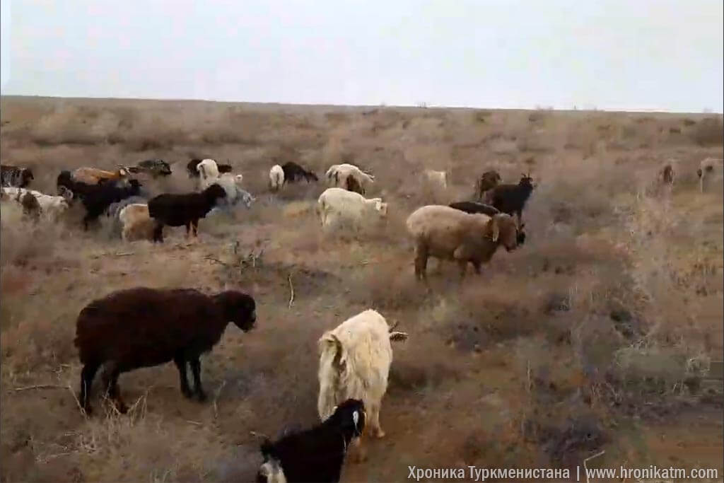 2024_03_11_sheep_livestock_02 У пастуха в Марыйском велаяте нашли 15 кг героина из Афганистана