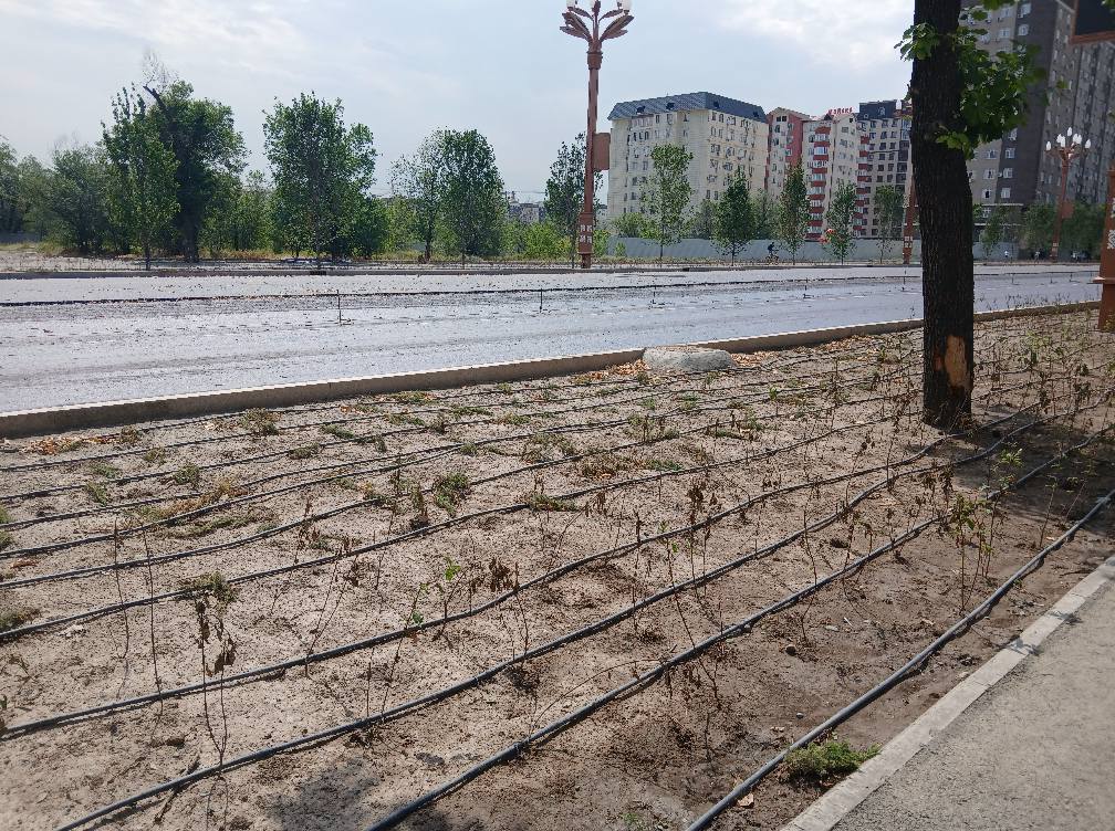 Фото из соцсетей. Тысячи высохших роз на проспекте Чингиза Айтматова: бишкекчанка возмущена растратой бюджетных средств