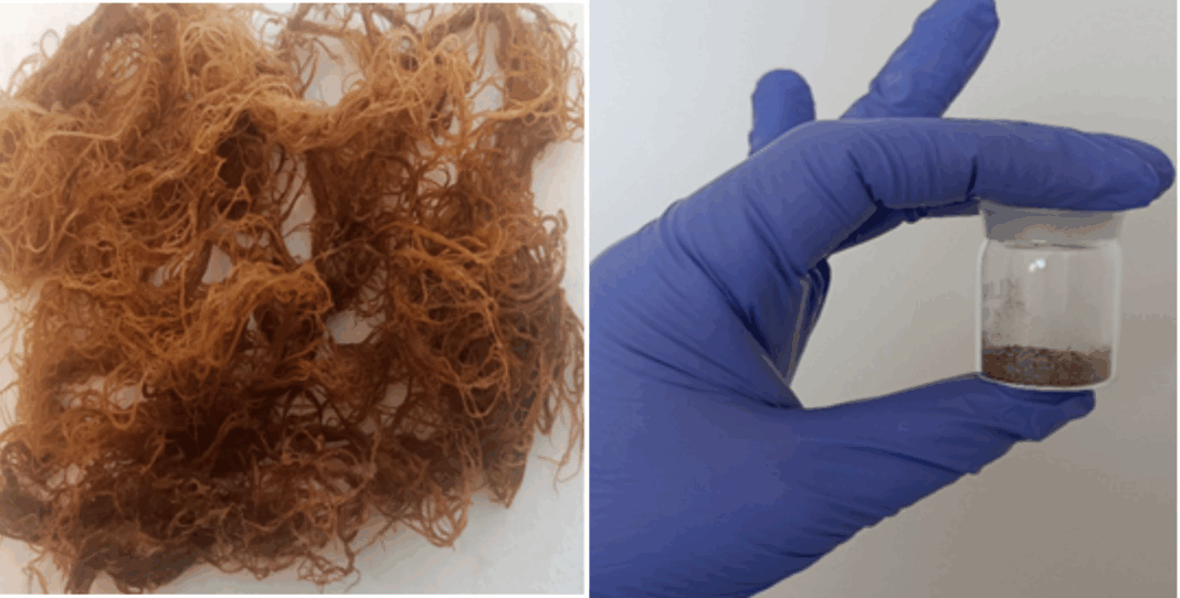 2025_08_04_seaweed Туркменские ученые придумали, как использовать водоросли из Каспия в медицине