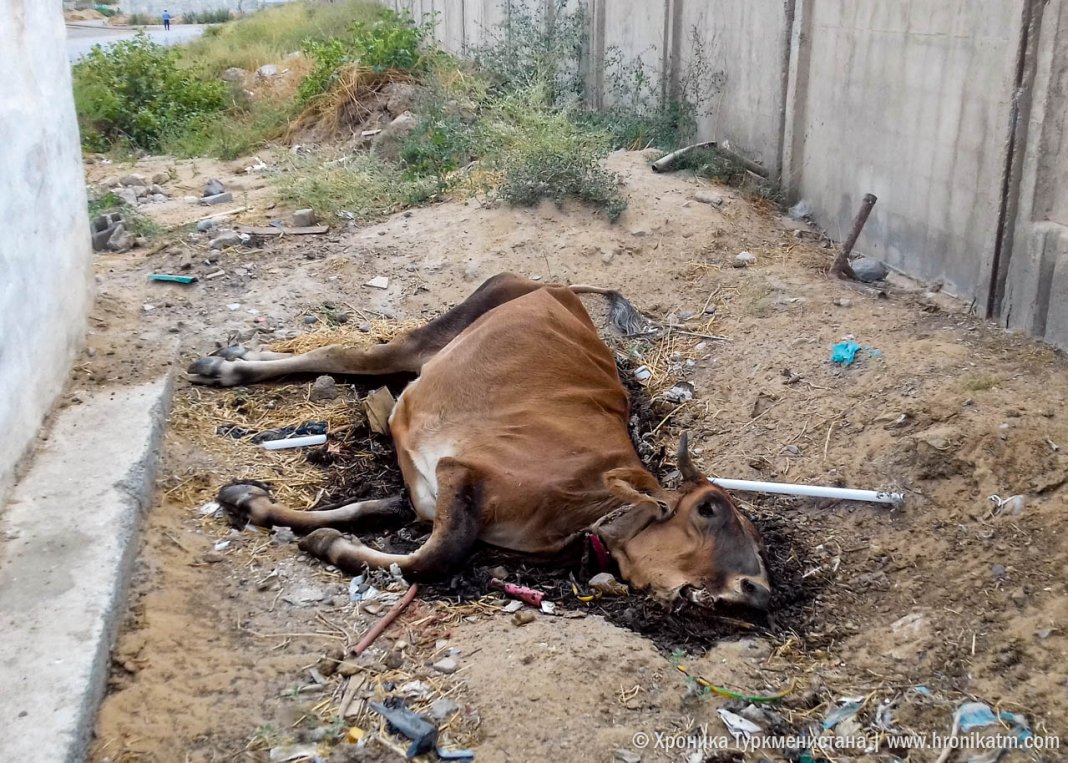 2020_09_22_dead_cow_03 В каналах Чарджевского этрапа плавают трупы скота