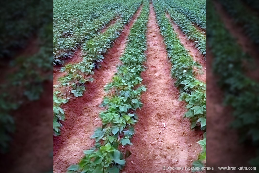 2022_07_22_cotton_field_01 Новый хяким Лебапского велаята приказал начать сбор еще несозревшего хлопка