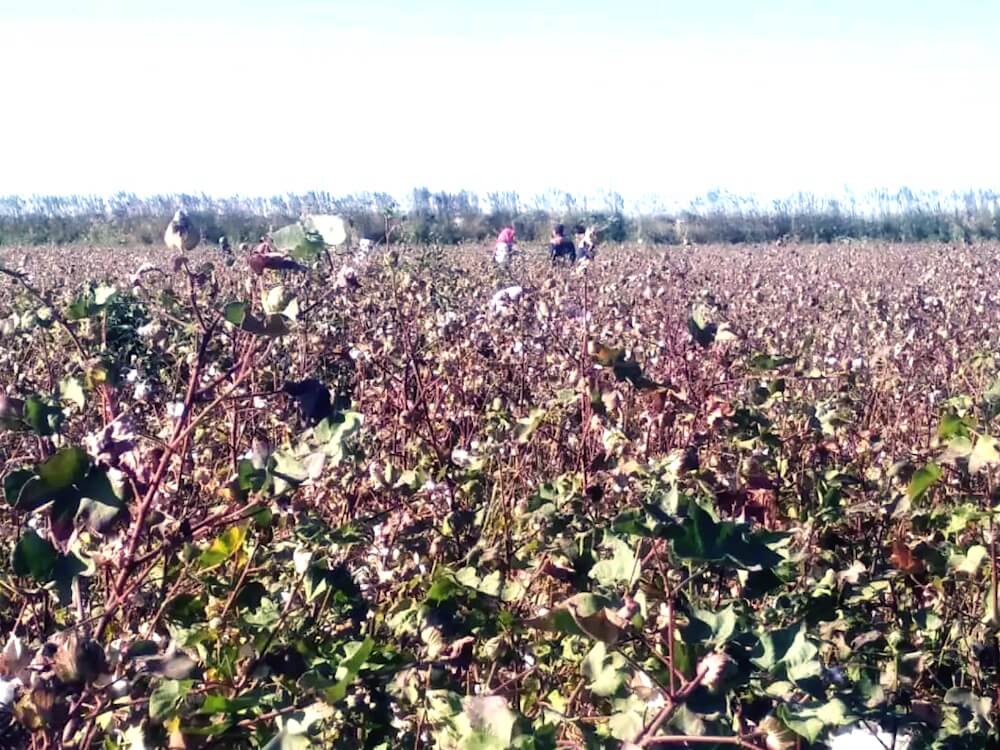 cotton2025 Производители хлопка недовольны использованием комбайнов