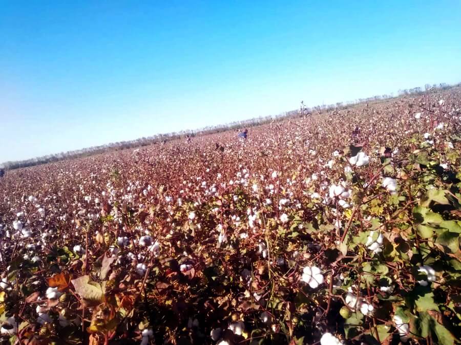 cotton2025 Из медучреждений Туркменабада увольняются специалисты
