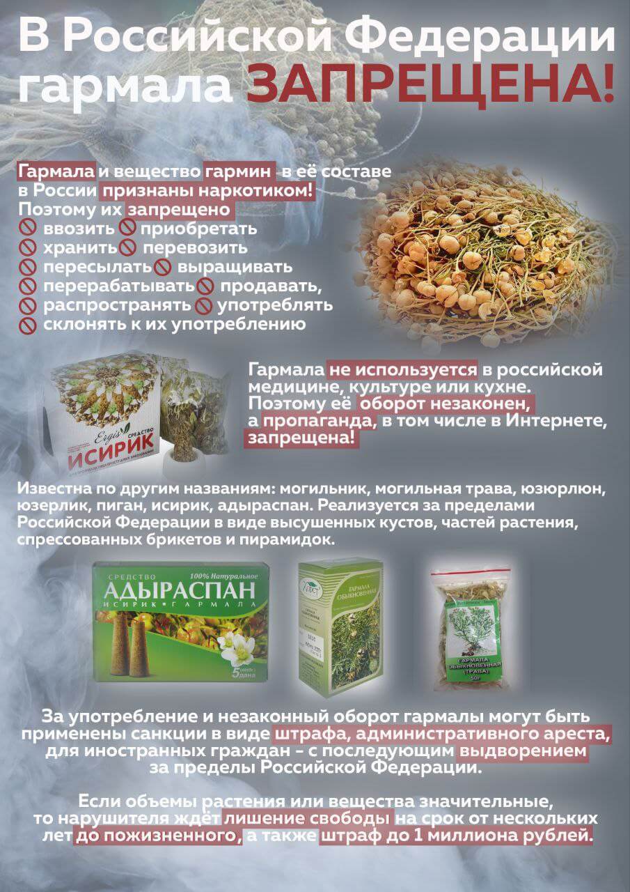 Посольство России в Туркменистане предупредило о запрете ввоза в страну гармалы - Хроника Туркменистана