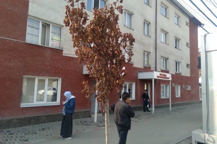 Фото читателей. Дорогостоящие саженцы деревьев