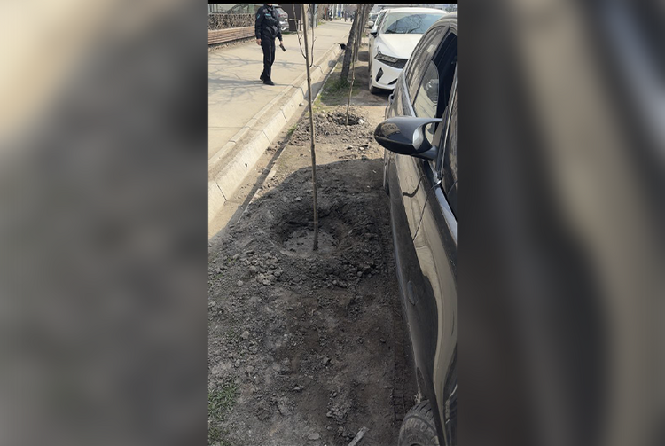 В Бишкеке машину припарковали на новые саженцы. Ответ мэрии
