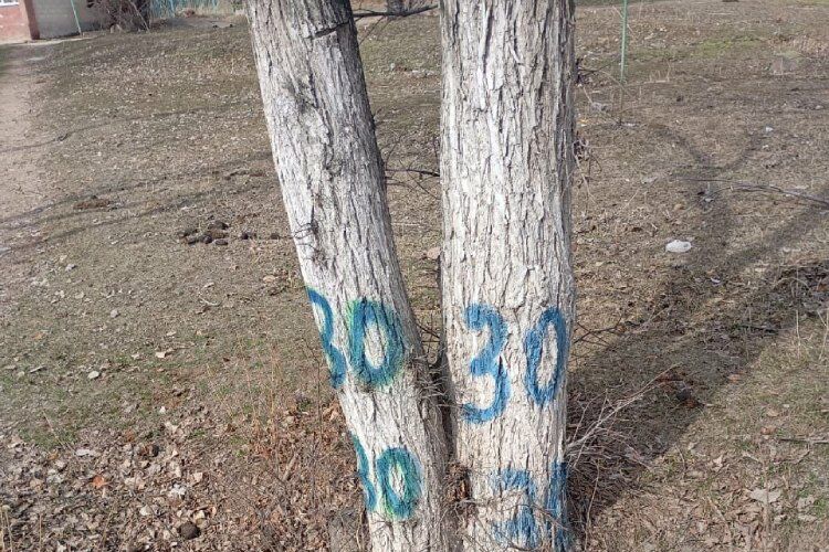 Жители Иссык-Куля обеспокоены возможной вырубкой более 80 деревьев