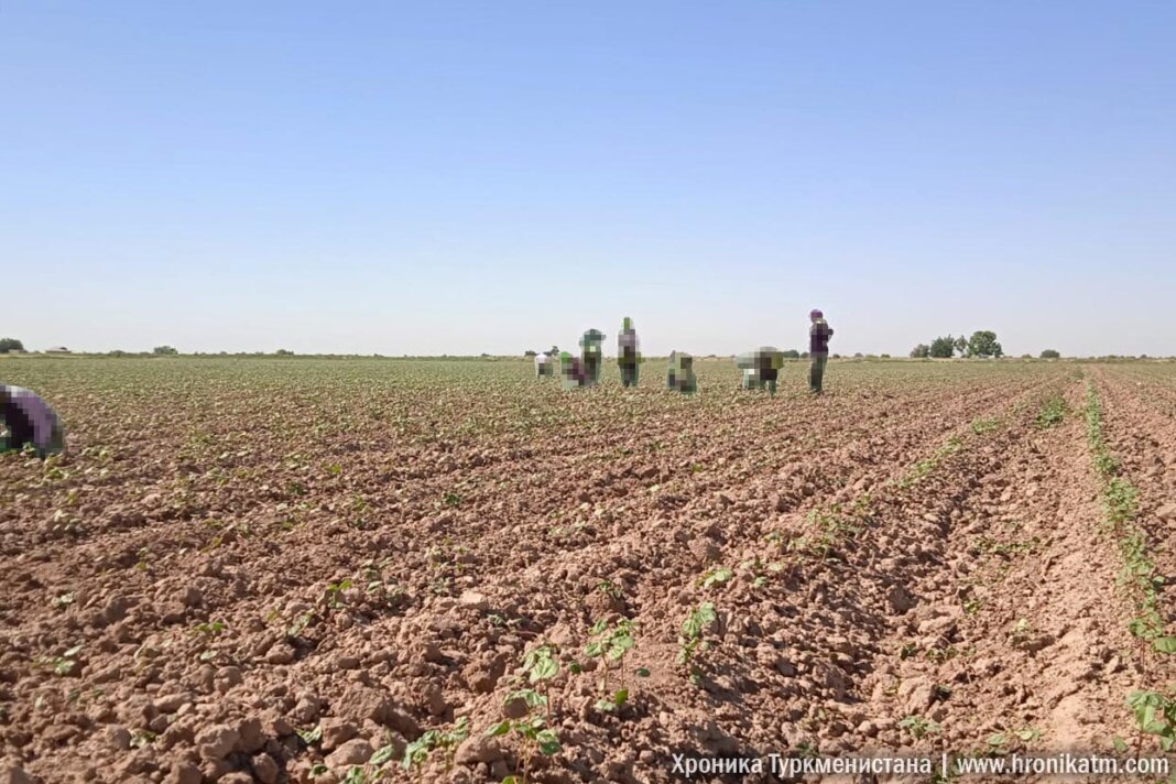 2024_06_21_cotton_field_01 Сев хлопчатника в Туркменистане начнется 25 марта - Хроника Туркменистана