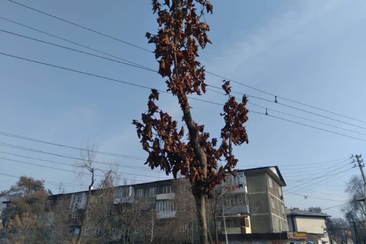 Фото читателей. Дорогие канадские клены