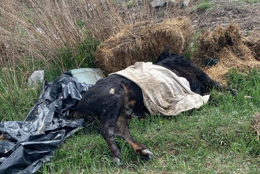 В Ананьево жалуются на полигон с тушами животных рядом с домами
