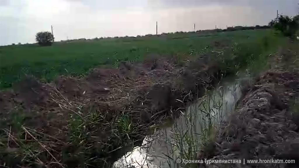 2024_05_03_field_water_01 Пять стран Центральной Азии запускают водную программу на $30 млн - Хроника Туркменистана