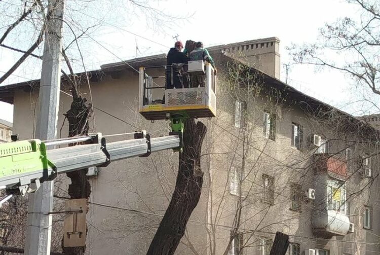 В Бишкеке в сквере на улице Московской вырубают деревья, жители против