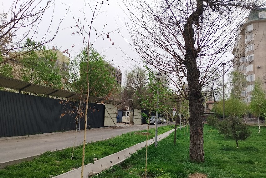 Фото читателей 24.kg. Засохшие березы в сквере имени Горького